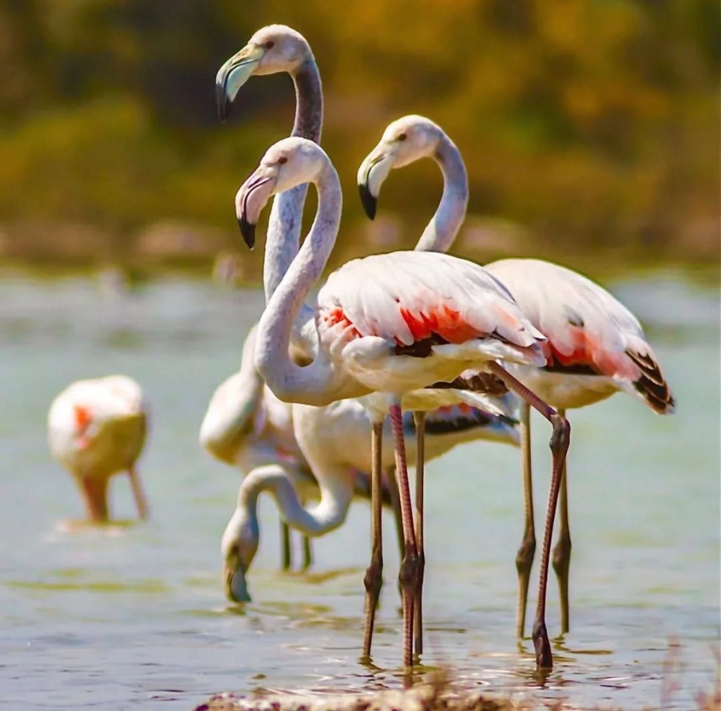 Fenicotteri a Torre Colimena